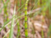 Equisetum fluviatile Toarpsdammen, Malmö, Skåne, Sweden 20200510_0113