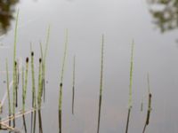 Equisetum fluviatile Vouskonjänkävägen, Kiruna, Torne lappmark, Lappland, Sweden 20150707_0866