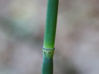 Equisetum hyemale Trollemölla, Degeberga, Kristianstad, Skåne, Sweden 20160827_0018