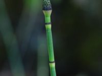 Equisetum hyemale Trollemölla, Degeberga, Kristianstad, Skåne, Sweden 20160827_0021