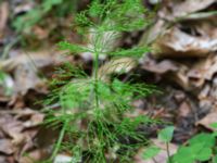 Equisetum sylvaticum Navröds mosse, Ystad, Skåne, Sweden 20170528_0077