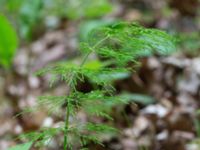 Equisetum sylvaticum Navröds mosse, Ystad, Skåne, Sweden 20170528_0078