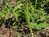 Equisetum telmateia Gamla Viken, Höganäs, Skåne, Sweden 20150515_0275