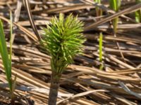 Equisetum telmateia Gamla Viken, Höganäs, Skåne, Sweden 20150515_0277