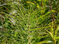 Equisetum telmateia Gamla Viken, Helsingborg, Skåne, Sweden 20180702_0001