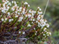 Cassiope tetragona Nordkalottenleden, Torne lappmark, Lappland, Sweden 20150709_0682