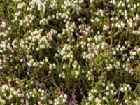 Cassiope tetragona Nordkalottenleden, Torne lappmark, Lappland, Sweden 20150709_0719