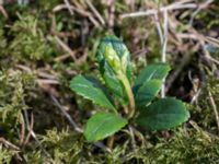 Chimaphila umbellata Horna, Åhus, Kristianstad, Skåne, Sweden 20150503_0192