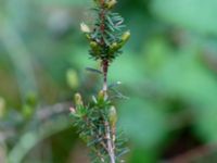 Erica carnea Flygarevägen 19 B, Höllviken, Vellinge, Skåne, Sweden 20190518_0006