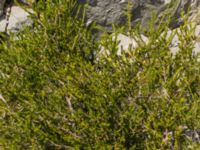 Erica manipuliflora Botanical Garden Biokovo, Kotinica, Tucepi, Croatia 20170804_1785