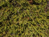 Erica manipuliflora Sveti Jure, Biokovo Nature Park, Tucepi, Croatia 20170802_1487