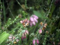 Erica tetralix Skanörs ljung, Falsterbohalvön, Vellinge, Skåne, Sweden 20050706 032