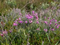 Erica tetralix Skanörs ljung, Falsterbohalvön, Vellinge, Skåne, Sweden 20170627_0077