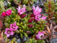 Kalmia procumbens Nordkalottenleden Boarrasacohkka-Pålnostugan-Baktajavri, Torne lappmark, Lappland, Sweden 20150709_0730