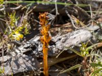 Monotropa hypopitys ssp. hypopitys Gropahålet, Kristianstad, Skåne, Sweden 20170719_0285