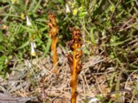 Monotropa hypopitys ssp. hypopitys Gropahålet, Kristianstad, Skåne, Sweden 20170719_0286