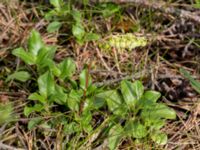 Orthilia secunda Gropahålet, Kristianstad, Skåne, Sweden 20160628_0260