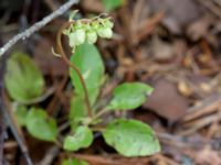 Orthilia secunda Storforsen, Älvsbyn, Norrbotten, Sweden 20150711_0618