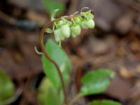 Orthilia secunda Storforsen, Älvsbyn, Norrbotten, Sweden 20150711_0620