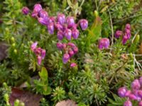 Phyllodoce caerulea Nordkalottenleden, Kiruna, Torne lappmark, Lappland, Sweden 20150708_0801