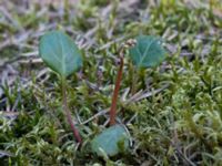 Pyrola chlorantha Horna fure, Kristianstad, Skåne, Sweden 20160505_0150