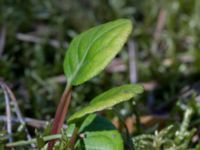 Pyrola chlorantha Horna fure, Kristianstad, Skåne, Sweden 20160505_0155