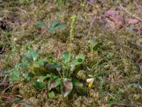 Pyrola minor Östra Sandar, Täppet, Åhus, Kristianstad, Skåne, Sweden 20180727_0162