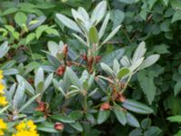 Rhododendron brachycarpum Värsjönäs, Skånes Fagerhult, Örkelljunga, Skåne, Sweden 20180711_0220