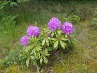 Rhododendron catawbiense Flygarvägen 19B, Höllviken, Vellinge, Skåne, Sweden 20170609_0009