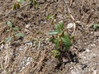 Rhododendron caucasicum Gudauri Monument, Stepantsminda, Mtskheta-Mtianeti, Georgia 20180424_3599