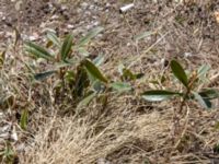 Rhododendron caucasicum Gudauri Monument, Stepantsminda, Mtskheta-Mtianeti, Georgia 20180424_3600