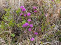 Rhododendron lapponicum Coffee Dome, Nome, Alaska, USA 20140620_1112