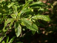 Rhododendron luteum Kulla Gunnarstorp, Helsingborg, Skåne, Sweden 20170709_0210