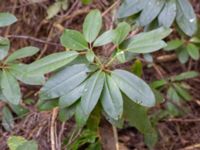 Rhododendron maximum Påarp, Helsingborg, Skåne, Sweden 20180408_0048