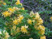 Rhododendron molle Herrgårdsparken, Fröseke, Uppvidinge, Småland, Sweden 20190608_0532