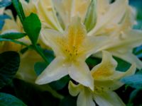 Rhododendron molle Herrgårdsparken, Fröseke, Uppvidinge, Småland, Sweden 20190608_0535