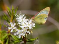 Colias palaeno et Rhododendron tomentosum Väster-Sortmyran, Sävar, Umeå, Västerbotten, Sweden 20150706_0295