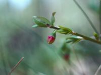 Vaccinium myrtillus Hult, Asige, Falkenberg 19800407_29