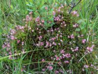 Vaccinium oxycoccus Hollandsbjärs naturreservat, Veinge, Laholm, Halland, Sweden 20150625 IMG_2349