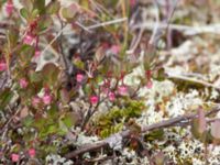 Vaccinium uliginosum Milepost 13, Denali Highway, Alaska, USA 20140627_0364