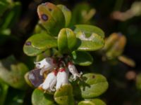 Vaccinium vitis-idaea Mästocka hed, Laholm, Halland, Sweden 20210622_0114