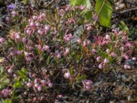 Andromeda polifolia Abisko Östra, Kiruna, Torne lappmark, Lappland, Sweden 20150710_0660