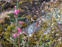 Andromeda polifolia Nordkalottenleden, Kiruna, Torne lappmark, Lappland, Sweden 20150708_0830