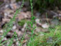 Calluna vulgaris 300 m NW Söndregård, Östra Göinge, Skåne, Sweden 20200731_0118