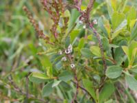 Calluna vulgaris Skanörs ljung, Falsterbonäset, Vellinge, Skåne, Sweden 20150628_0045