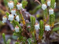 Cassiope tetragona Nordkalottenleden, Torne lappmark, Lappland, Sweden 20150709_0683