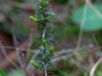 Erica carnea Flygarevägen 19 B, Höllviken, Vellinge, Skåne, Sweden 20190518_0008