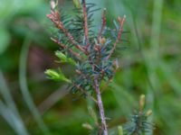 Erica carnea Flygarevägen 19 B, Höllviken, Vellinge, Skåne, Sweden 20190518_0010