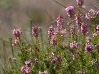 Erica multiflora Portals Vells, Mallorca, Spain 20121001 010