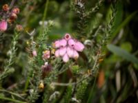 Erica tetralix Skanörs ljung, Falsterbohalvön, Vellinge, Skåne, Sweden 20050706 029